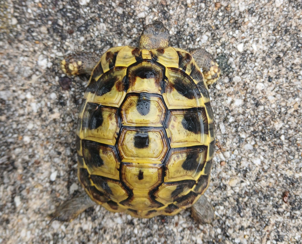Griechische Landschildkröten zu verkaufen