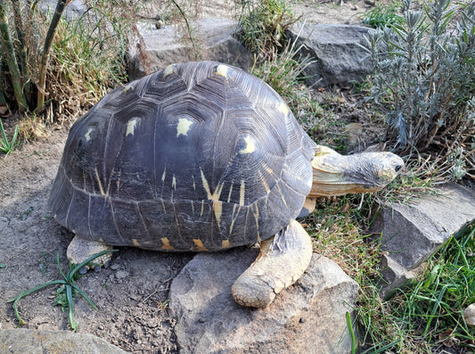 Strahlenschildkröte von 2001