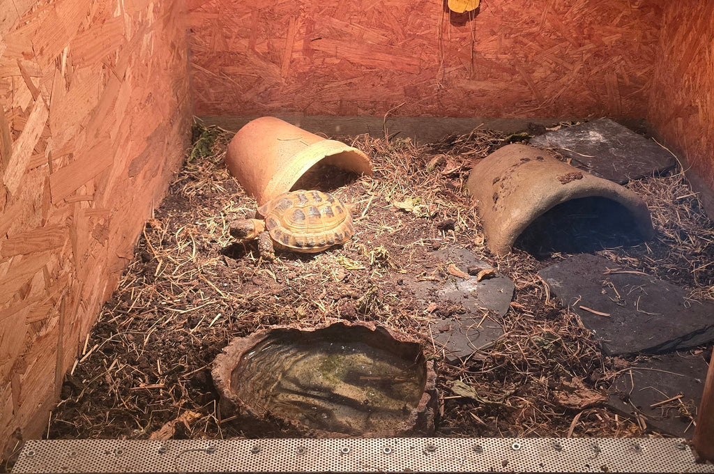 2 Vierzehenschildkröten zu verkaufen, gern auch mit Terrarium