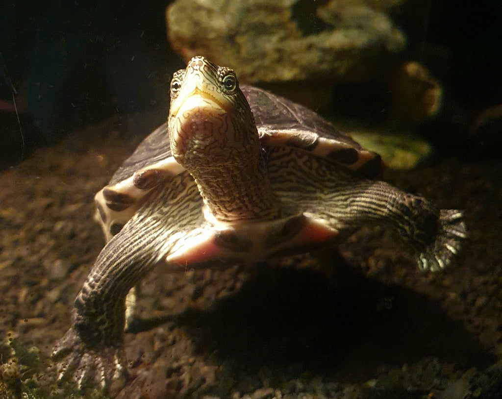 Chinesische Streifenschildkröte