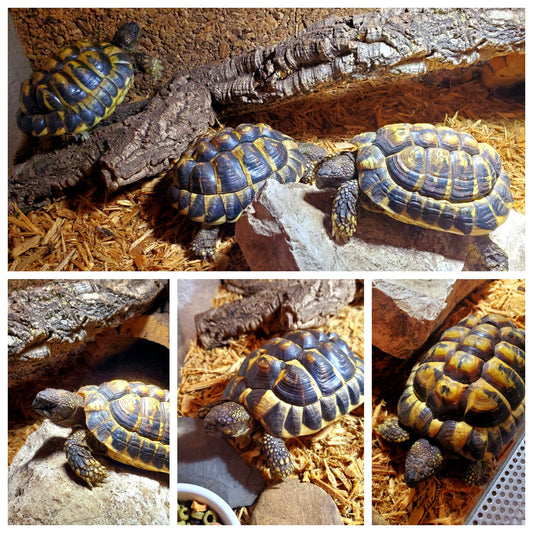 3 Griechische Landschildkröten NZ 2019/2020 zu verkaufen