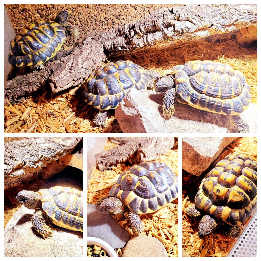 2 Griechische Landschildkröten (W 6Jahre; M 7Jahre) zu verkaufen
