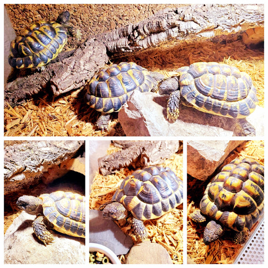 2 Griechische Landschildkröten (W 6Jahre; M 7Jahre) zu verkaufen