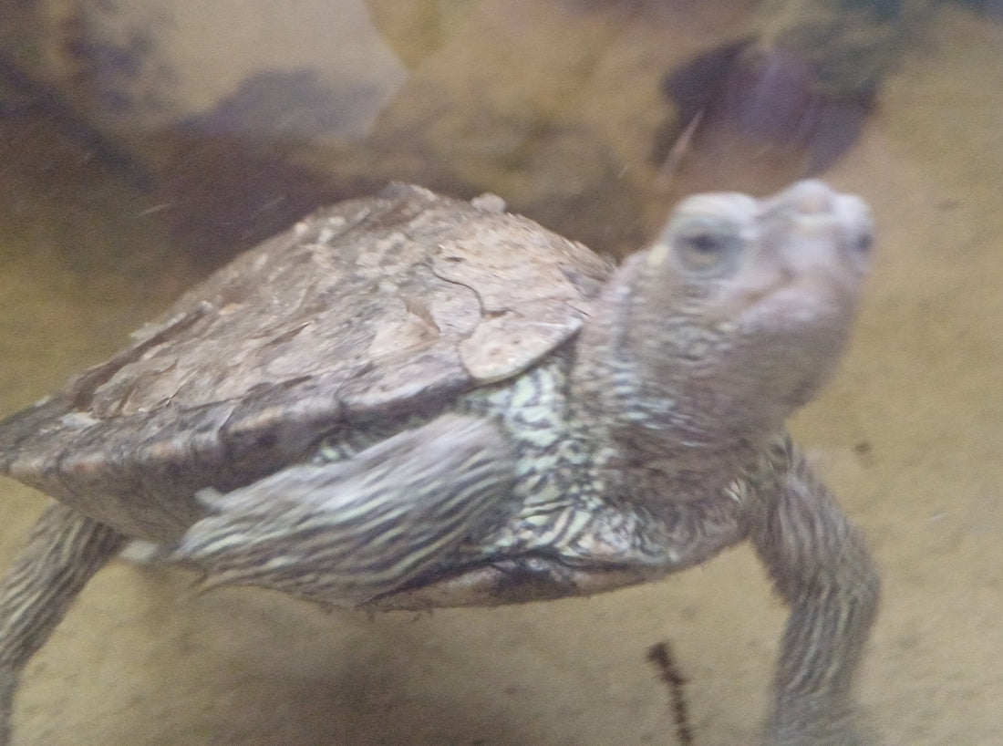 Mississippi Höckerschildkröte