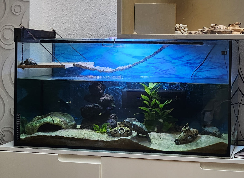 2 chinesische Dreikielschildkröten abzugeben