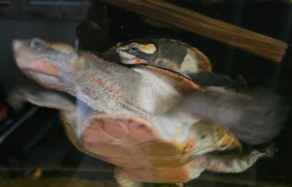 2x Rotbauchspitzkopfschildkröte M/W