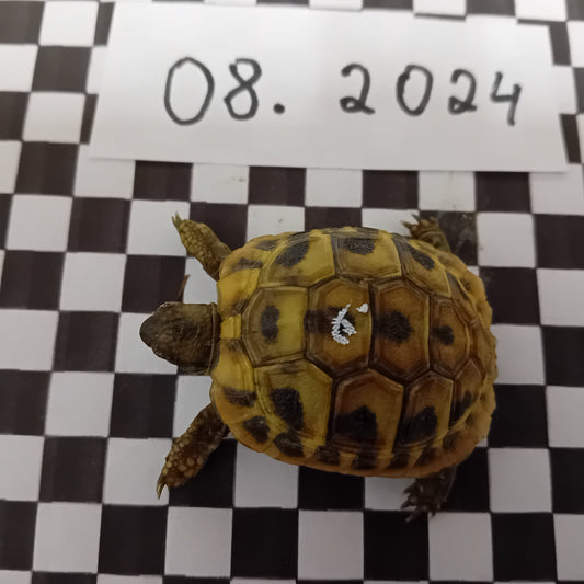 Griechische Landschildkröten – Nachzuchten 2020 / 2021 / 2022 / 2023 / 2024