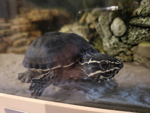 2 Moschusschildkröten, ca. 2,5 Jahre alt, Aquarium mit Zubehör