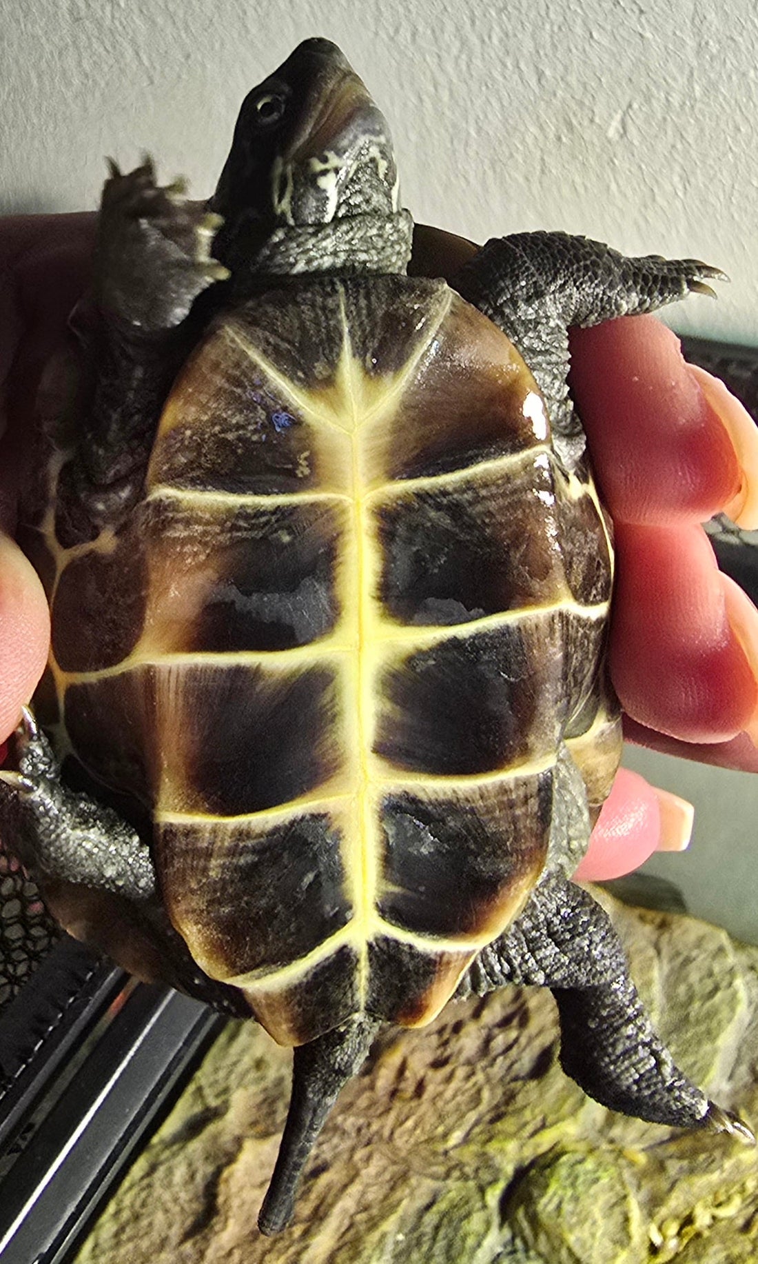 Chinesische Dreikielschildkröte