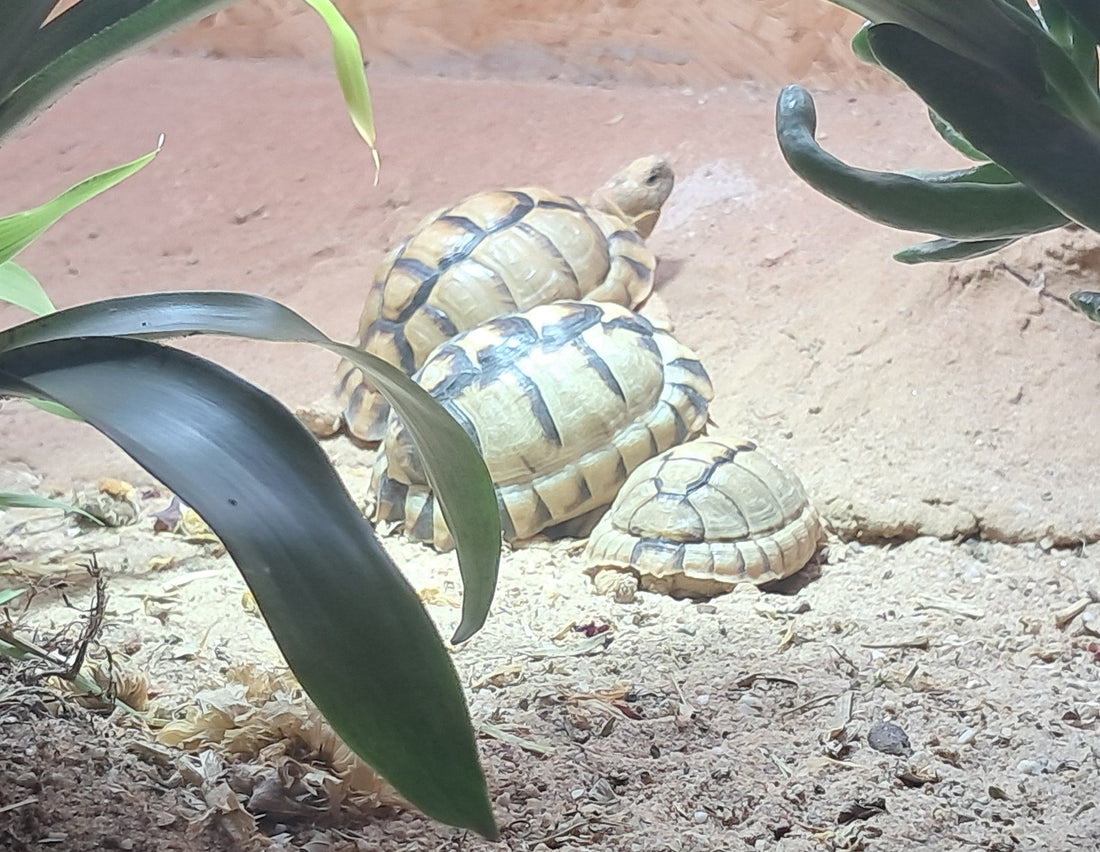 Ägyptische Landschildkröten mit Terra zu verkaufen