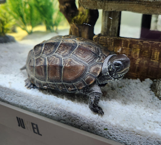 Verkaufe 2 Chinesische Dreikielschildkröten mit Zubehör