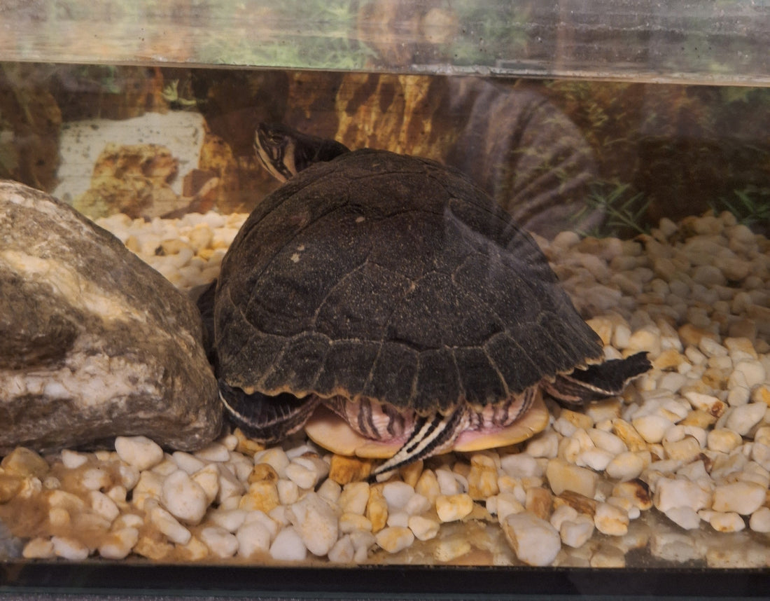 Wasserschildkröte zu verschenken