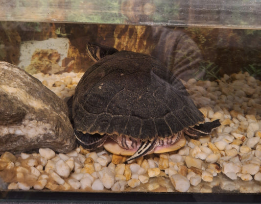 Wasserschildkröte zu verschenken