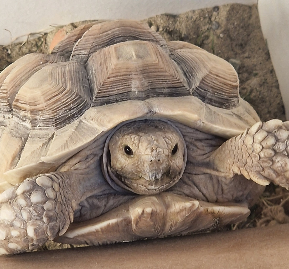Spornschildkröte,NZ 2024 zu verkaufen