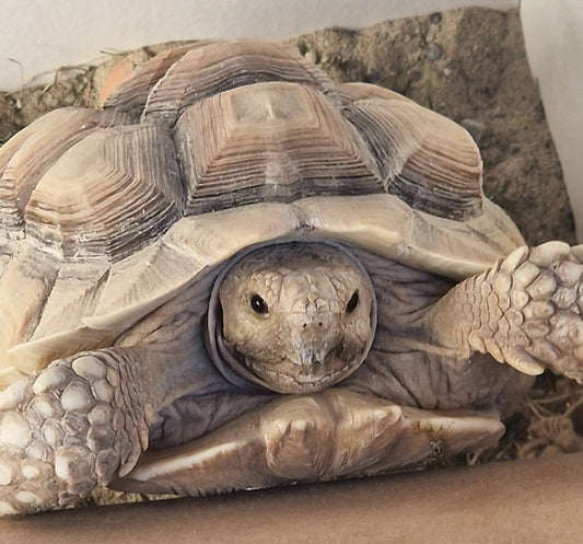 Spornschildkröte,NZ 2024 zu verkaufen