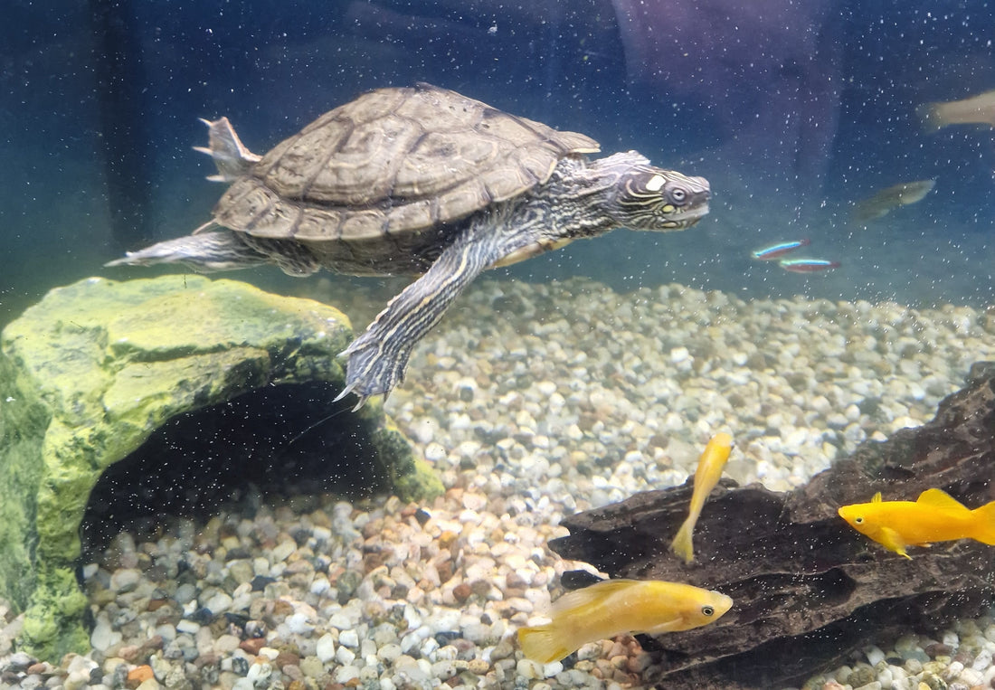 2 Wasserschildkröten abzugeben