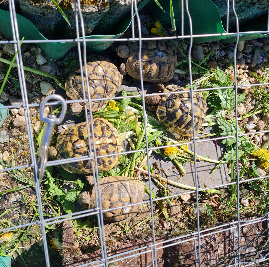 Griechische Landschildkröten zu verkaufen
