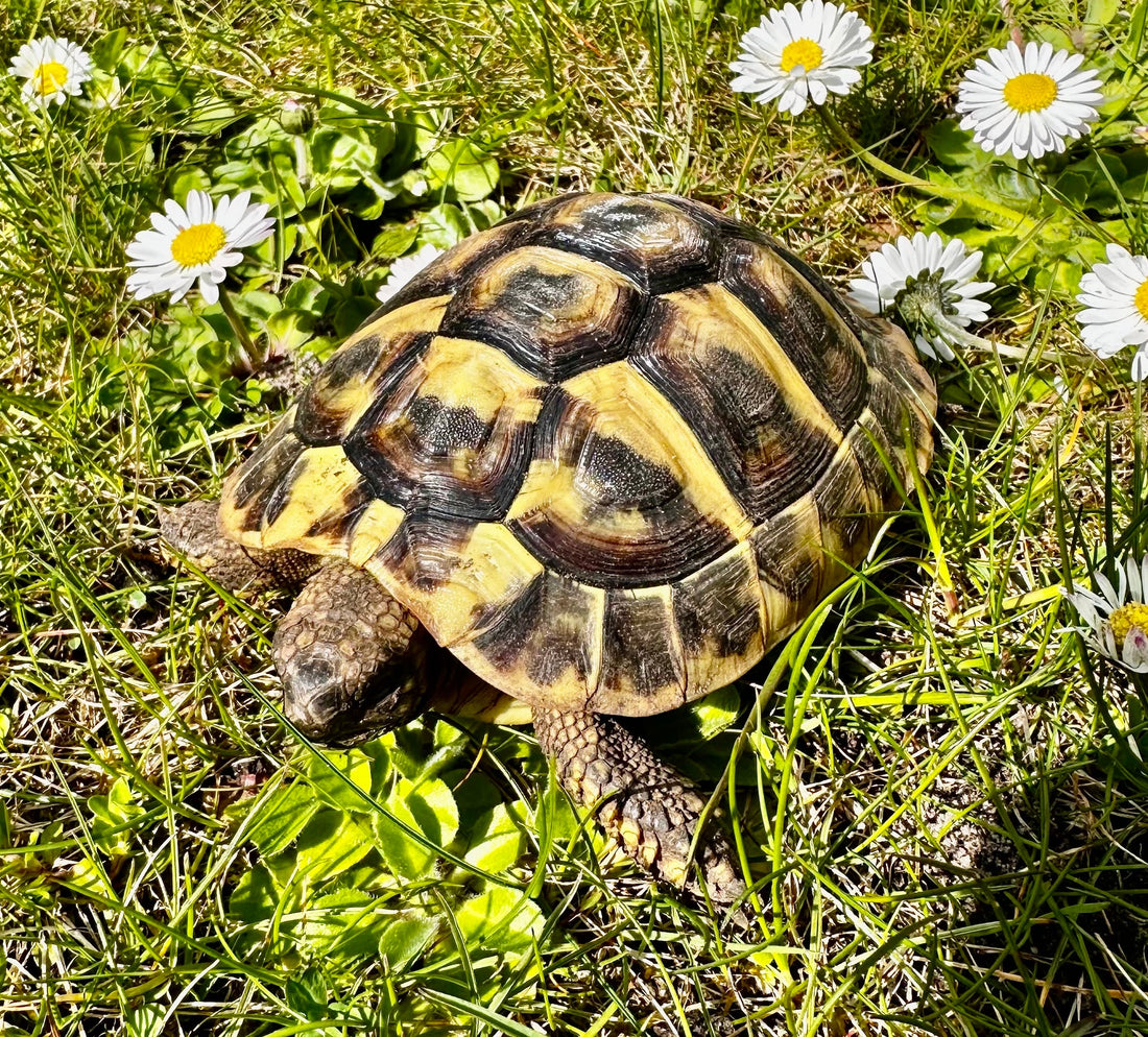 Griechische Landschildkröte zu verkaufen