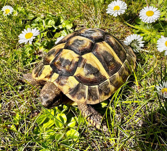 Griechische Landschildkröte zu verkaufen