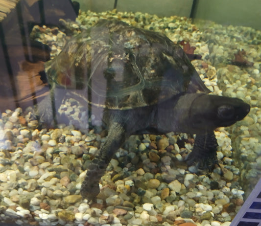 Wasserschildkröte zu verkaufen