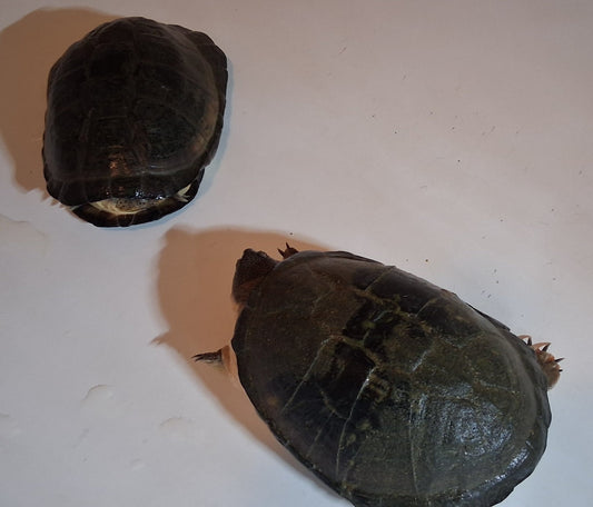 Moschus Schildkröten abzugeben