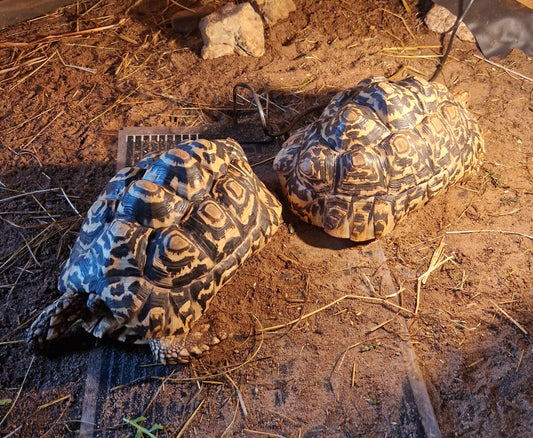Pantherschildkröten