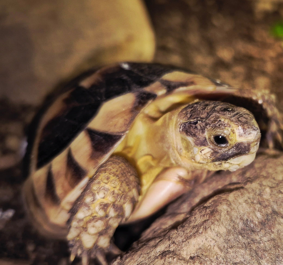 NZ Breitrandschildkröten