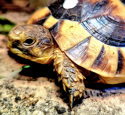 NZ Breitrandschildkröten