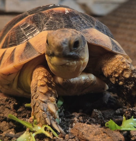 NZ Breitrandschildkröten