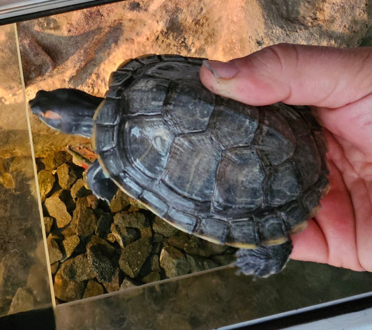Rotwangenschmuckschildkröte (3 Jahre) + Aquarium 180x50x60 cm