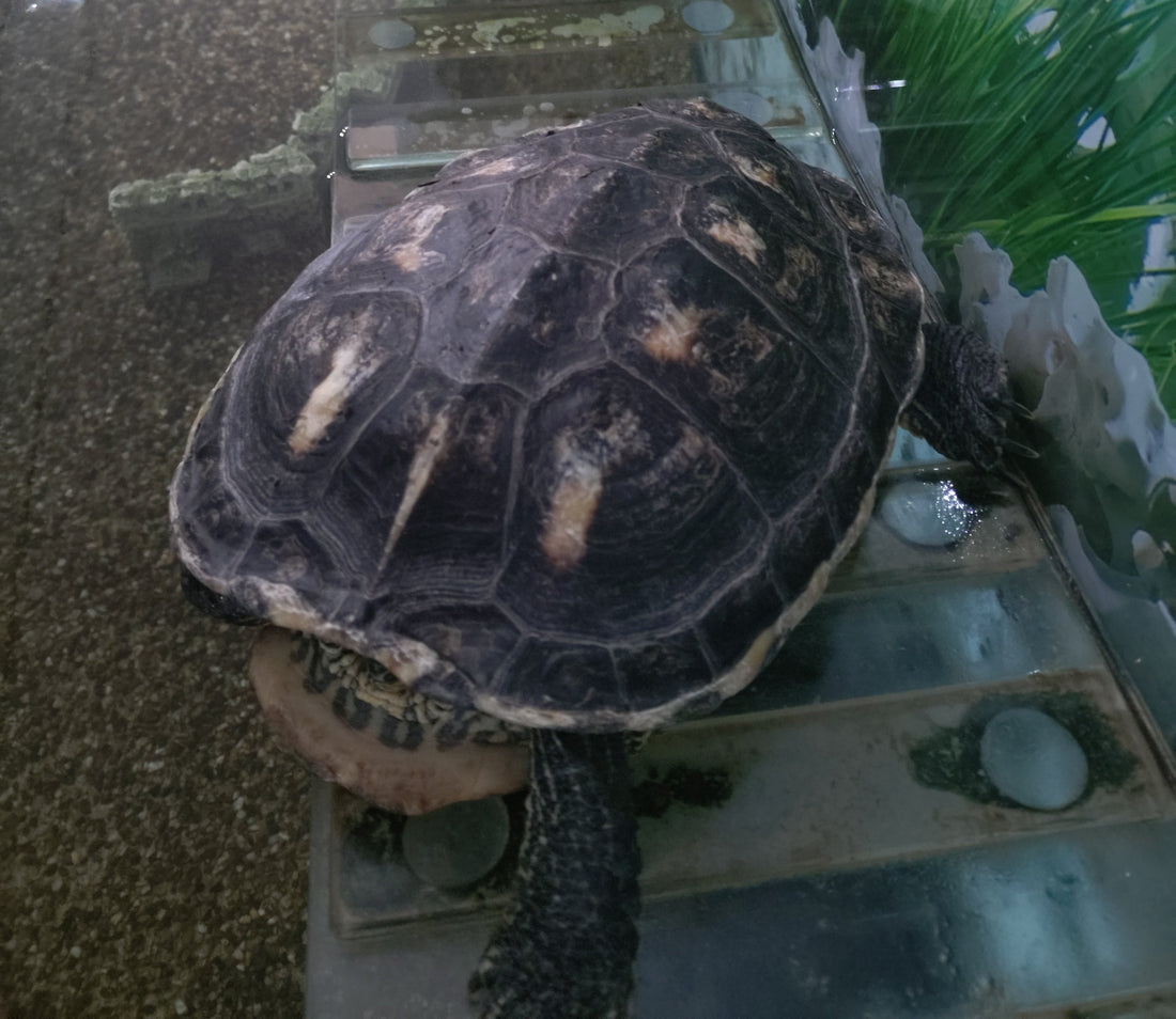 Drei chinesische Dreikielschildkröten abzugeben