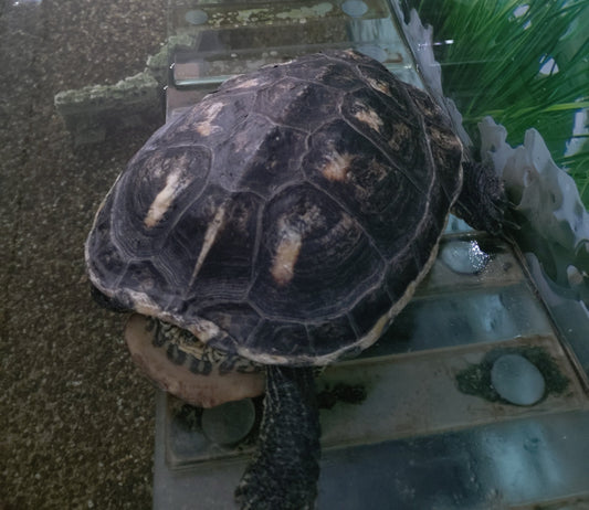 Drei chinesische Dreikielschildkröten abzugeben