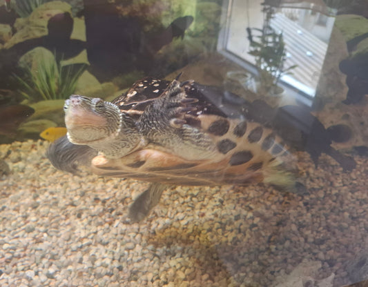 3 Wasserschildkröten zu Verkaufen, mit Becken, Aquarium