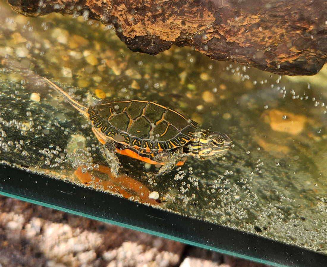 Mittelständische Zierschildkröten NZ 25 zu verkaufen
