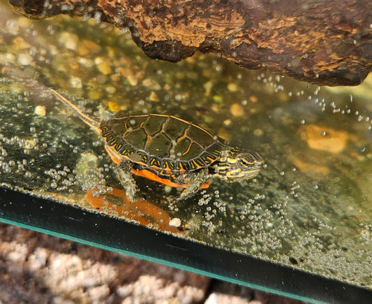 Mittelständische Zierschildkröten NZ 25 zu verkaufen