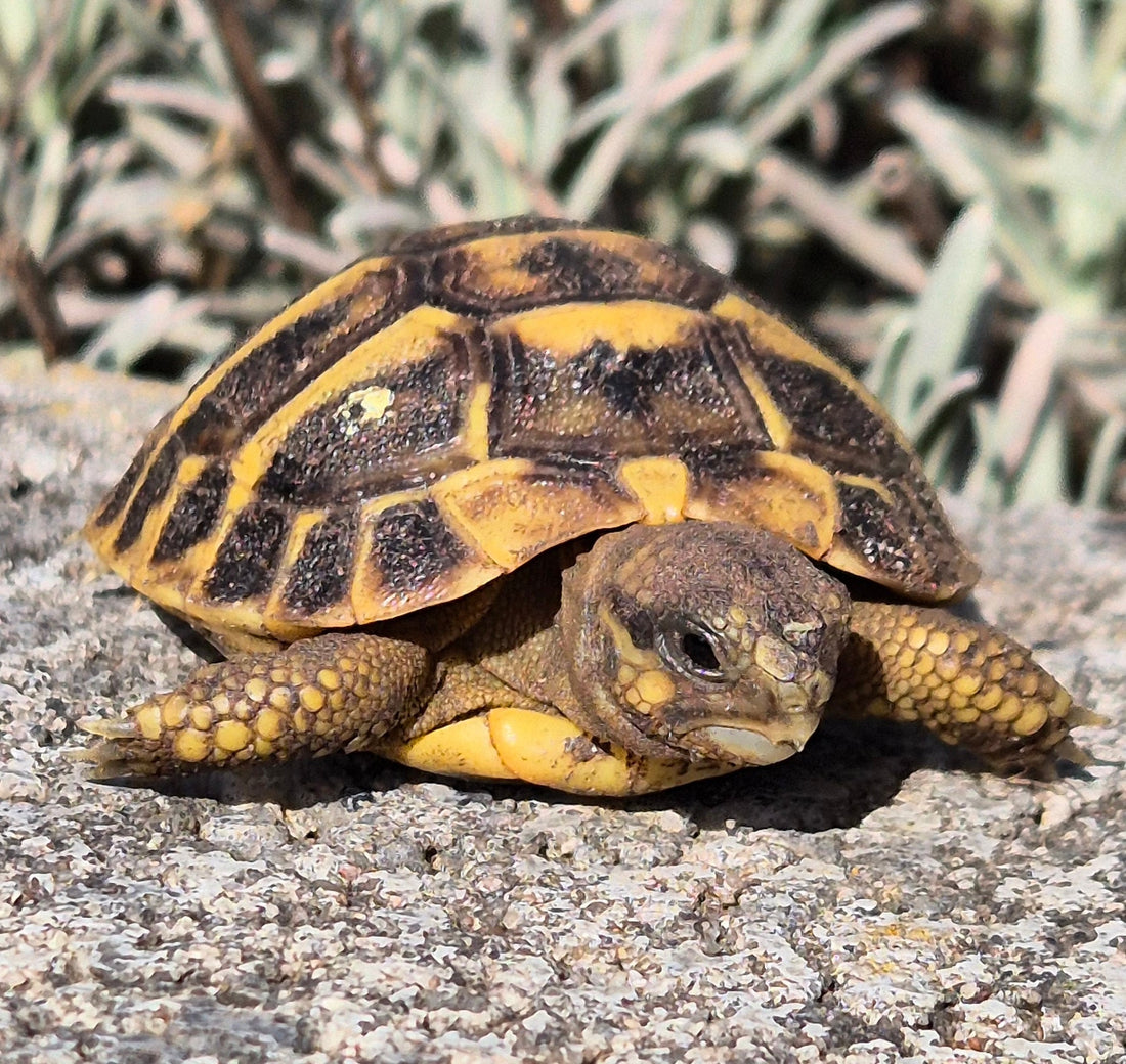 Griechische Landschildkröten 2024/2025