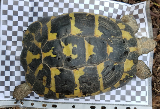 2 große Landschildkröten kostenfrei in gute Hände abzugeben (Griechische Landschildkröte weiblich, Breitrandschildkröte männlich)