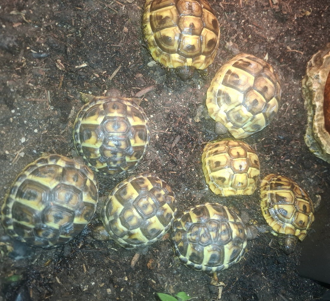 Griechische Landschildkröten NZ 2025 zu verkaufen