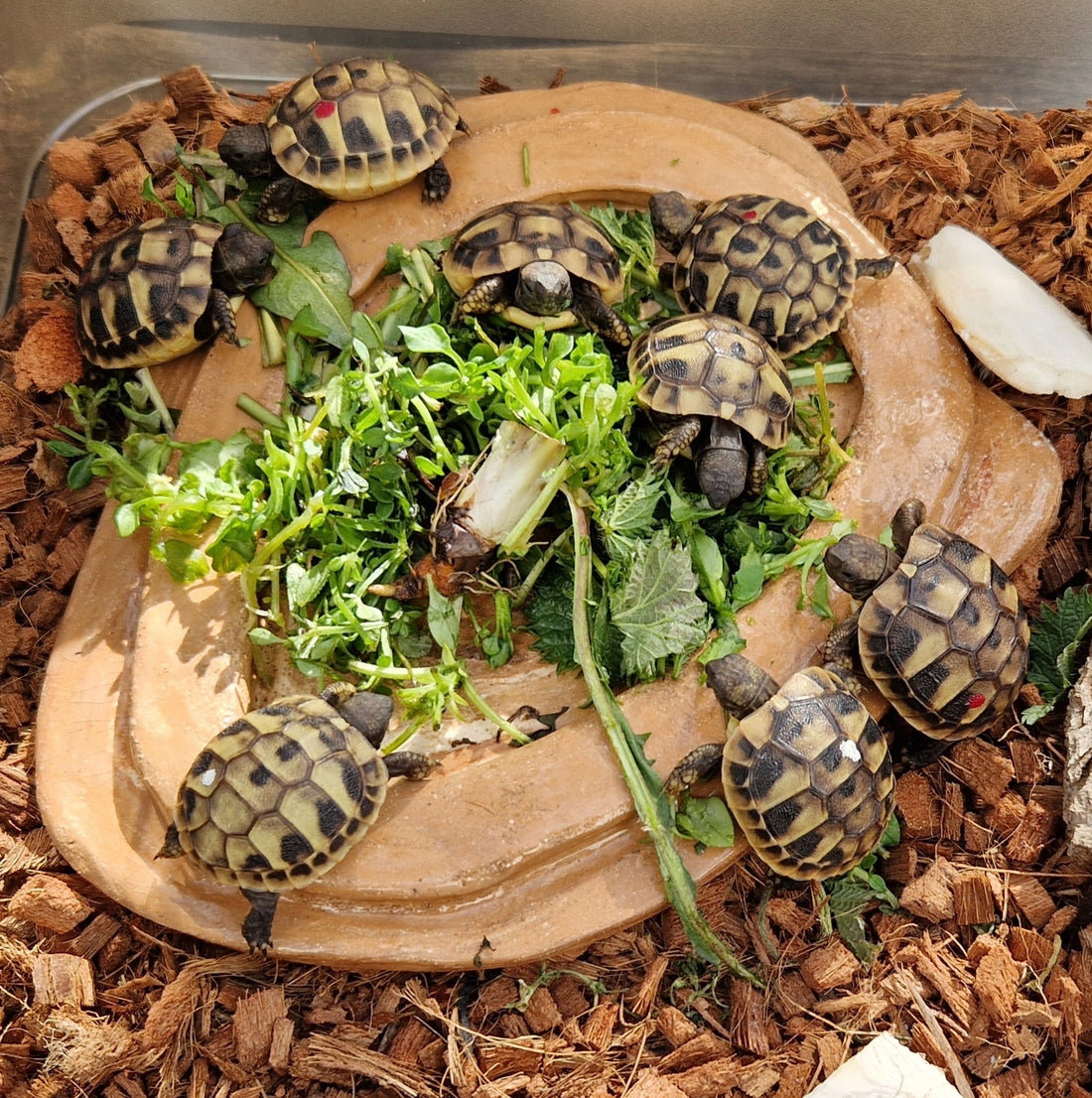 Griechische Landschildkröten