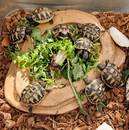 Griechische Landschildkröten