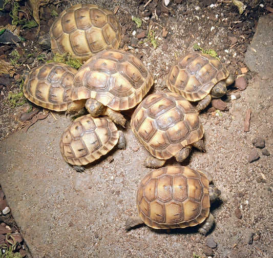 Maurische Landschildkröte NZ von 2025 zu verkaufen