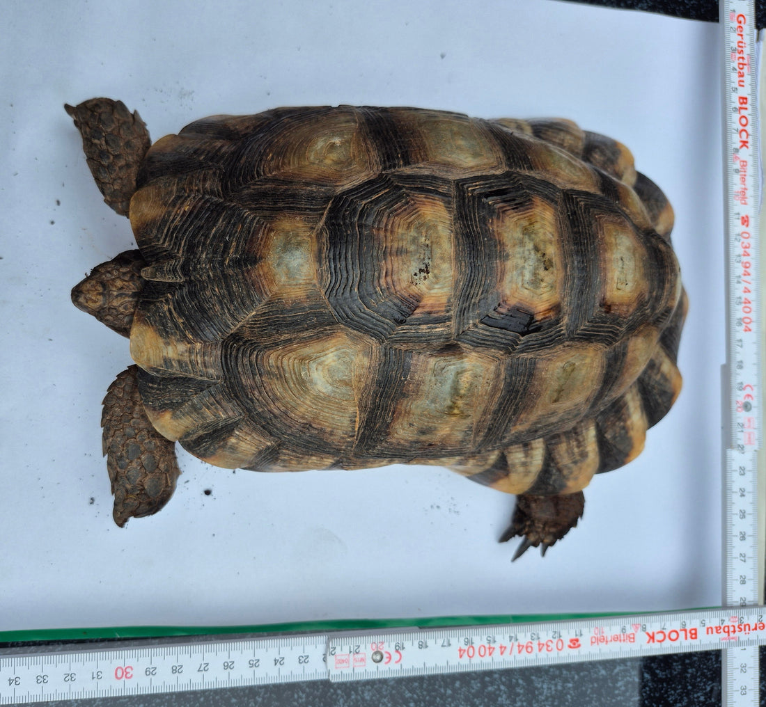 Zwei männliche Breitrandschildkröten