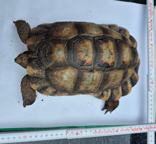 Zwei männliche Breitrandschildkröten