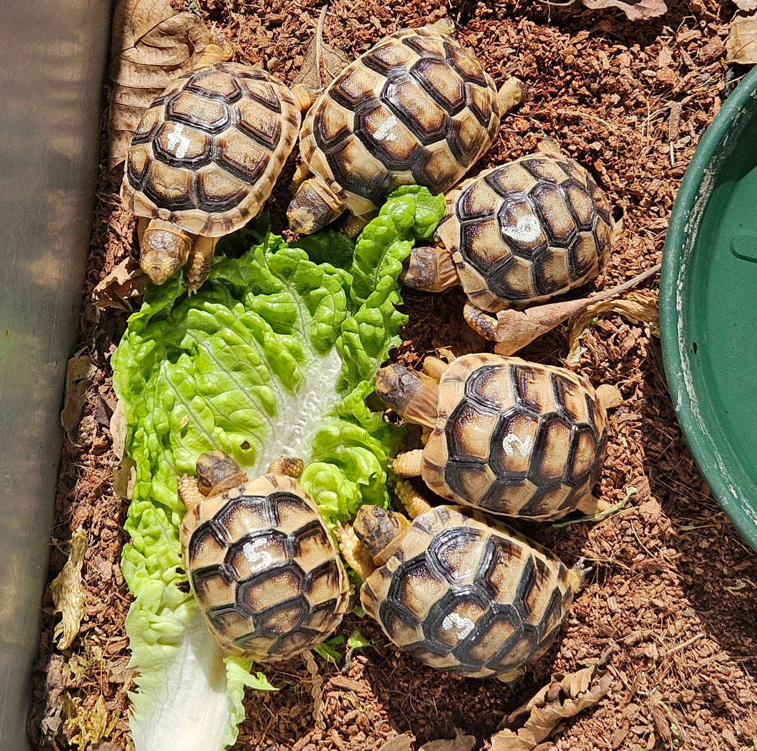 Breitrandschildkröten NZ 2025