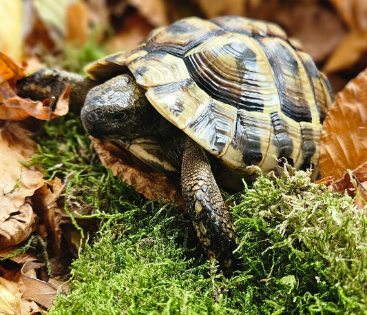 Griechische Landschildkröte