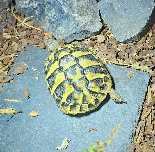 Griechische Landschildkröte 08/2024 abzugeben