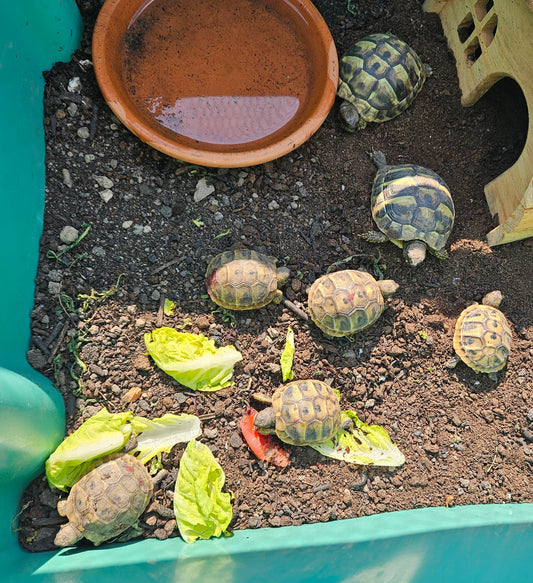 Griechische Landschildkröten