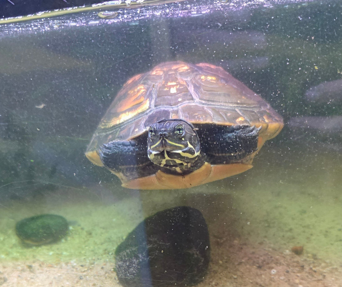 Wasserschildkröte