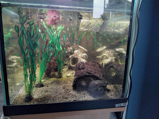 2 Moschus Schildkröten und div. Fische abzugeben