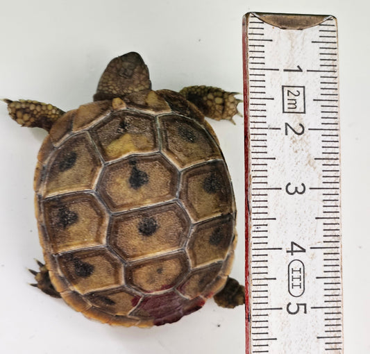 Griechische Landschildkröten NZ 2024/2025 zu verkaufen